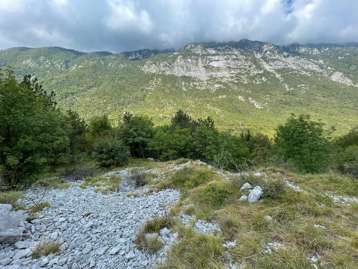 Bosco / Terreno Vittorio Veneto mq 16.000